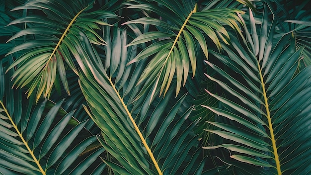 De textuur van palmblaadjes is perfect voor behang of achtergrond