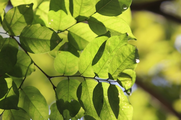 De textuurachtergrond van bladeren in de zomertuin