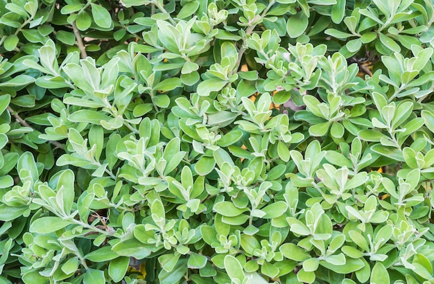 De textuurachtergrond van close-up groene bladeren