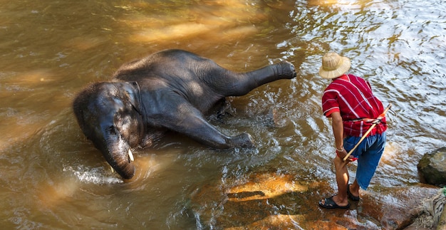 De thaise jonge olifant neemt een bad met mahout in maesa-olifantskamp, chiang mai, thailand