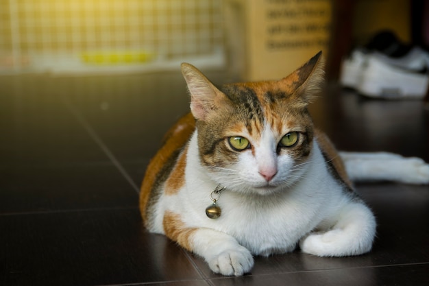 De Thaise kat leuk op huis blured achtergrond gebruikend behang of achtergrond