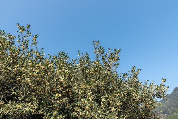 De theebomen in de theetuin staan in volle bloei