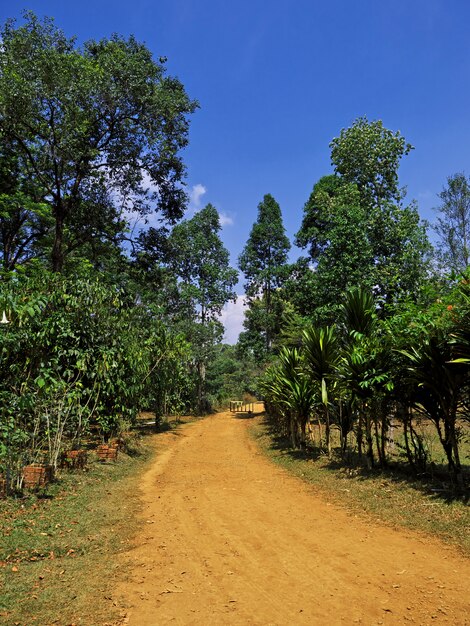 De theeplantage in Laos