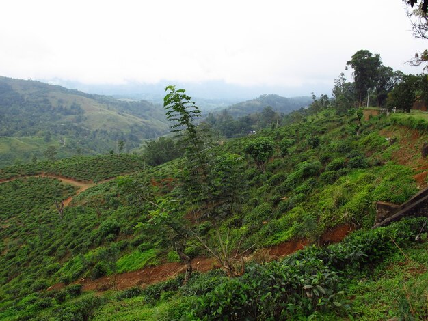 De theeplantage in Nuwara Eliya, Sri Lanka