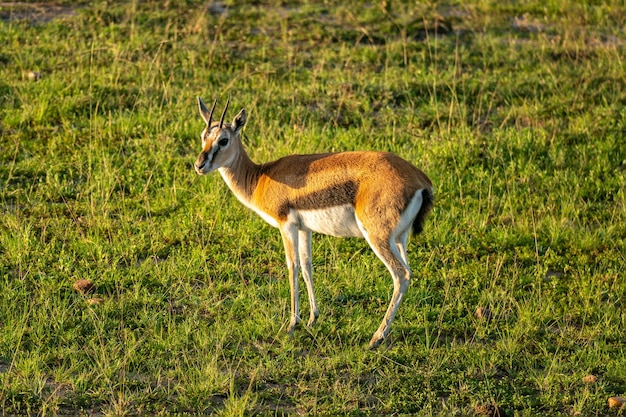 De Thomson's gazelle is een van de bekendste gazellen.