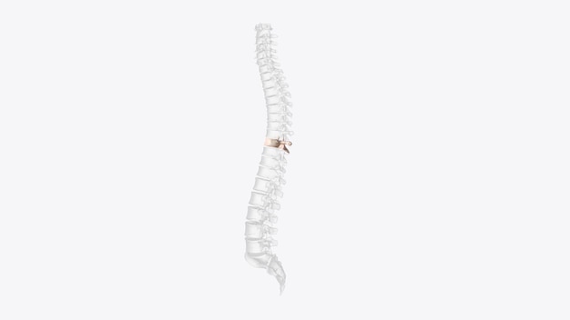 De thoracic spinal vertebrae bestaan uit in totaal 12 wervels en bevinden zich tussen de cervicale wervels