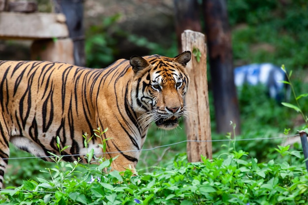 De tijger in de dierentuin kijkt naar de elektrische draad op zoek naar een uitweg uit de kooi