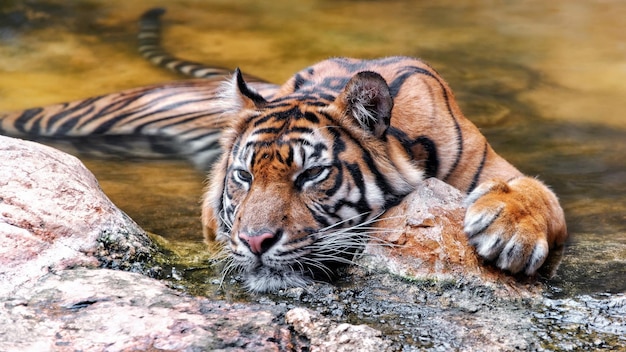 De tijger ligt op een steen in de rivier.