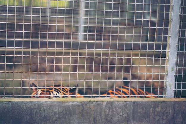 De tijger van Bengalen in kooi, het Wild in kooiconcept