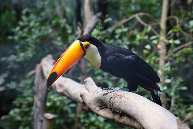 De toco toekanvogel op de houten boom