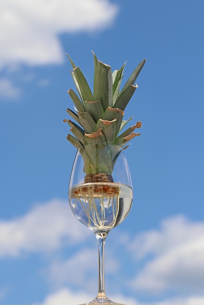 De top met de bladeren afgesneden van de ananasplant ontkiemt in een wijnglas met water.