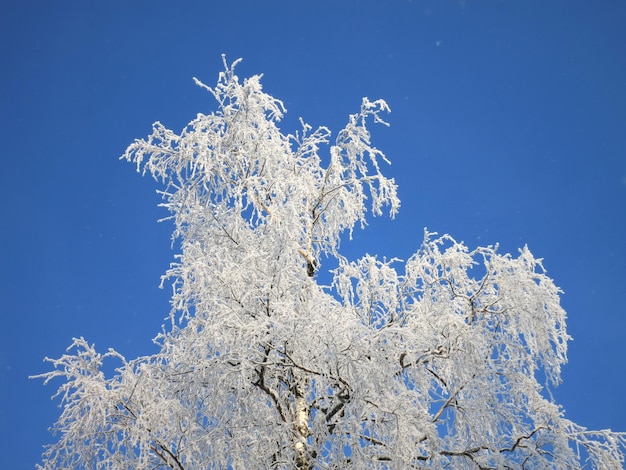 De top van een besneeuwde boom bedekt met rijp