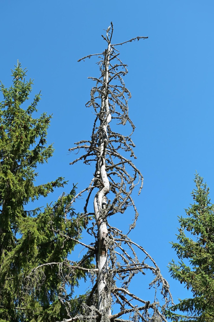 Foto de top van een droge sparrenboom in het midden van een naaldbos tegen een blauwe lucht