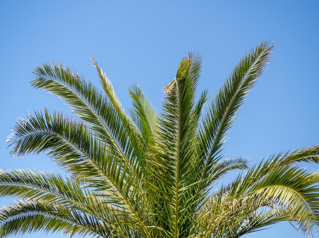 De top van een palmboom tegen de blauwe hemel Mooie achtergrond South Resort Vakantie aan de kust Palmboomstam