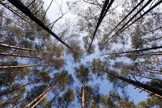 De toppen van hoge dennen in de zomer tegen de blauwe lucht, onderaanzicht