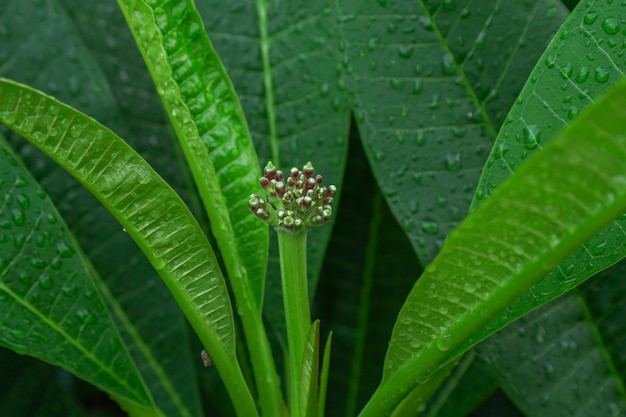 De toppen van plumeria-bomen bloeien 's ochtends na de regen