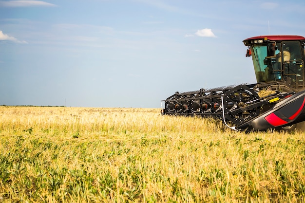 De tractor snijdt tarwe voor kuilvoer voor nongmo-koeien