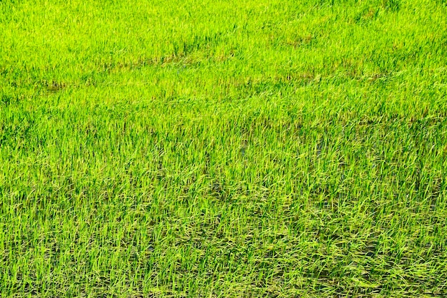 De tractor sproeide herbiciden op het veld Chemie in de landbouw