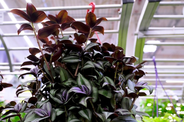 Foto de tradescantia in bloempot van bladeren is kleur paarse plant in keramische plantenbak
