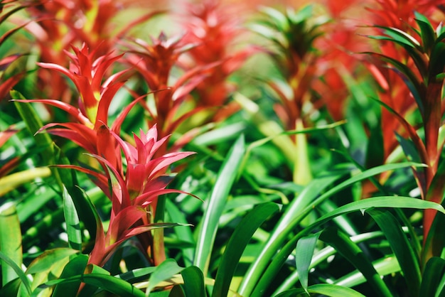 De tropische bloem van de installatiebromelia in de tuin - kleurrijk van bromelia'slandbouwbedrijf verfraai op de kinderdagverblijfachtergrond