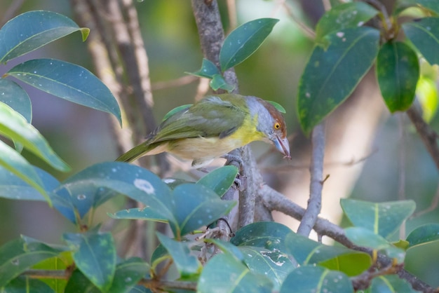 De tropische vogel bekend als quotpitiguariquot Cyclarhis gujanensis in selectieve focus