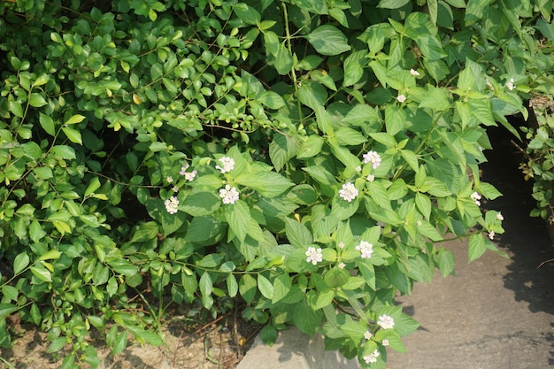 De tuin aan de weg.