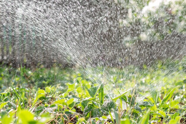 De tuin besproeien met water uit een tuinslang met een tussenschot zomer