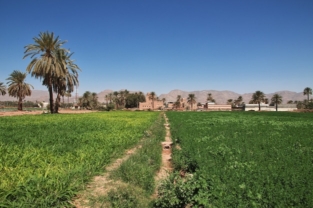 De tuin in het Arabische dorp in de buurt van Najran in de regio Asir in Saoedi-Arabië