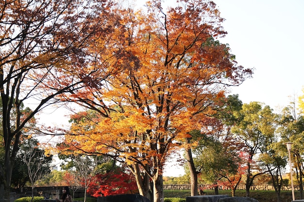 De tuin in het park van Osaka in Japan