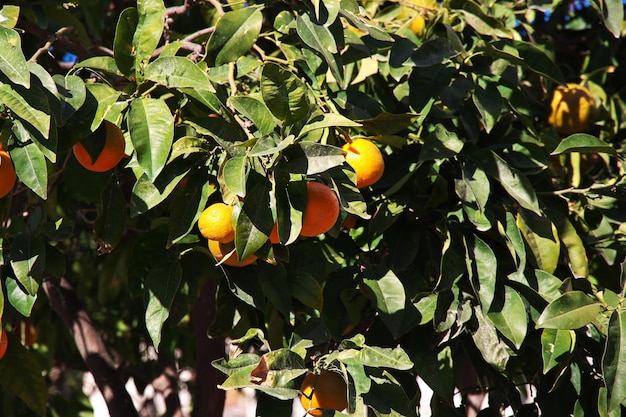 De tuin in huis van Limassol, Cyprus