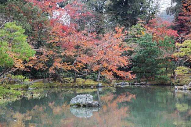 De tuin in Kyoto in Japan