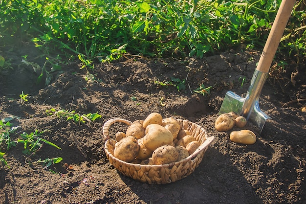 De tuin oogst een aardappelgewas met een schop.