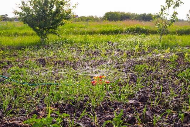 De tuin water geven met een ronde sproeikop op de slang