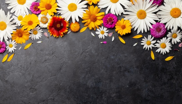 De tuinbloemen van de kamille op steenachtergrond