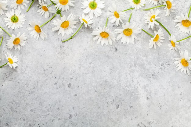 De tuinbloemen van de kamille op steenachtergrond