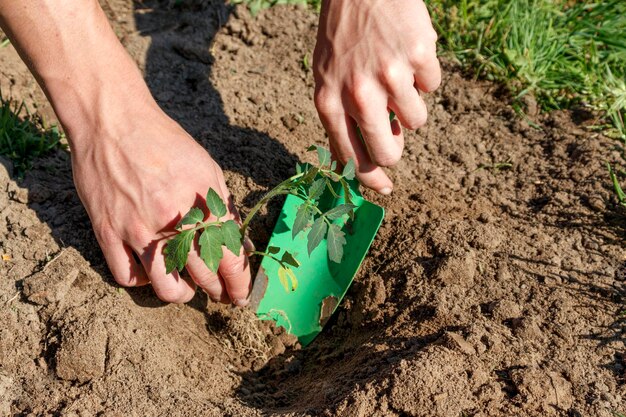 De tuinier plant jonge tomatenzaden in de open grond met een spatula