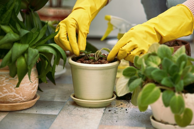 De tuinlieden dienen gele handschoenen in plantend bloemen in pot.