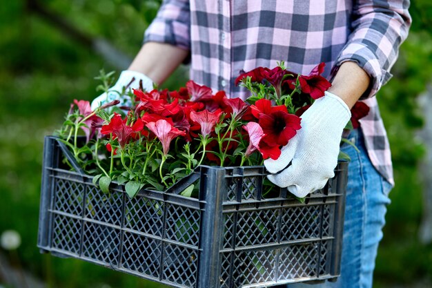 De tuinman draagt bloemen in krat bij winkel.