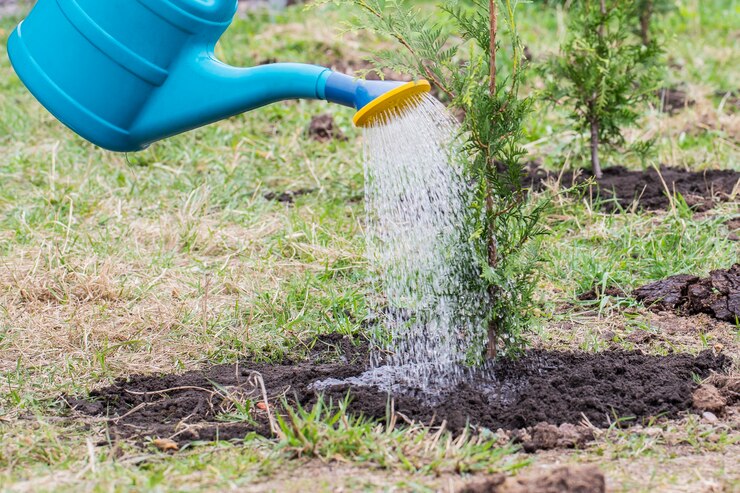 De tuinman geeft de geplante Brabantse thuja water uit een gieter.