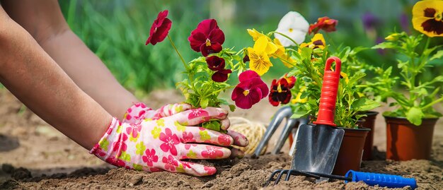 De tuinman plant bloemen in de tuin. Selectieve aandacht. natuur.