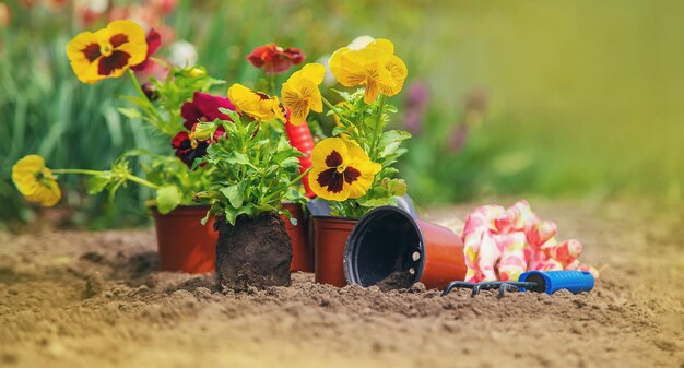 De tuinman plant bloemen in de tuin selectieve aandacht natuur