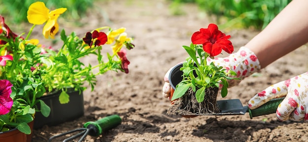 De tuinman plant een bloementuin