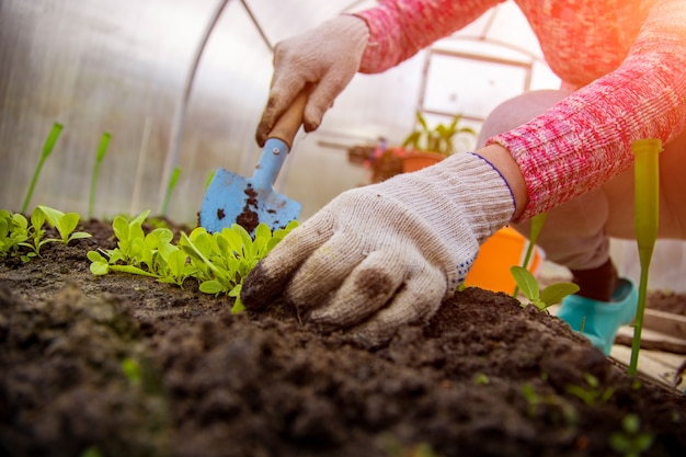 De tuinman plant jonge planten in de kas. geen gezicht, close-up