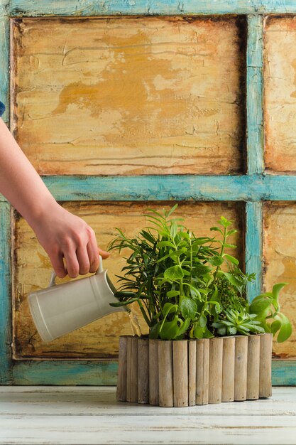 De tuinmanvrouw geeft planten water