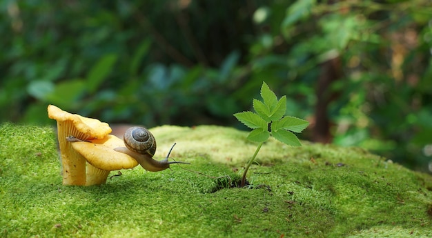 De tuinslak kruipt in paddenstoelen en mos het bos in