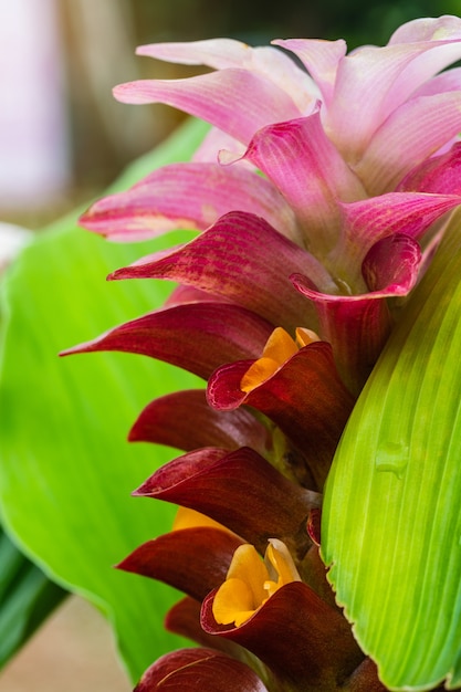 De tulp van Siam, mooie bloemen in regenachtig seizoen.