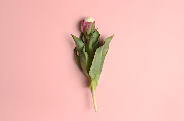 De tulpbloem van het roomijs op roze achtergrond