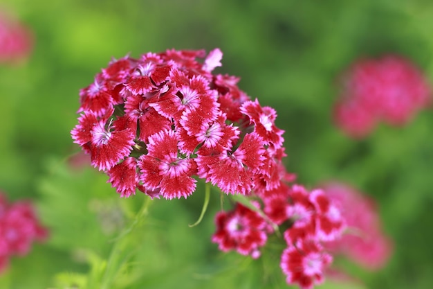 De Turkse anjer bloeit op een bed a close up Kopieer de ruimte Dianthus barbatus