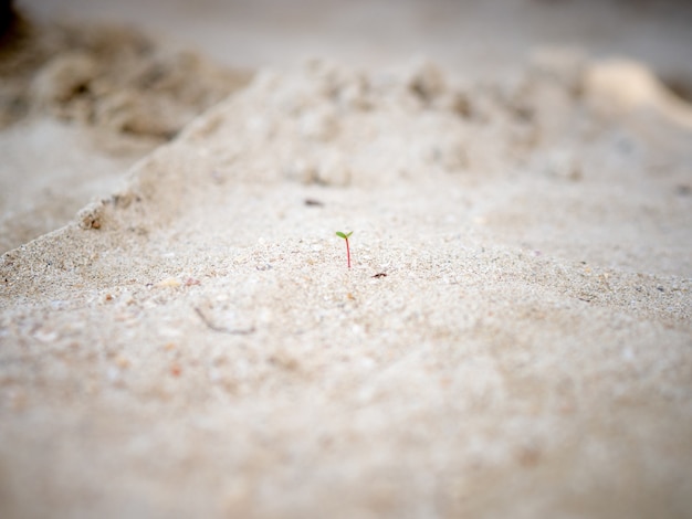 De uiterst kleine spruit groeit op zandstrand.