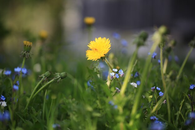 De vage bloemendag van de achtergrondweidezomer